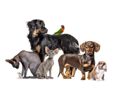 group picture of pets