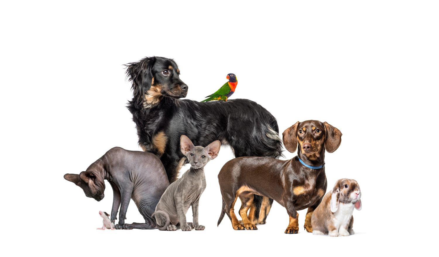 group picture of pets